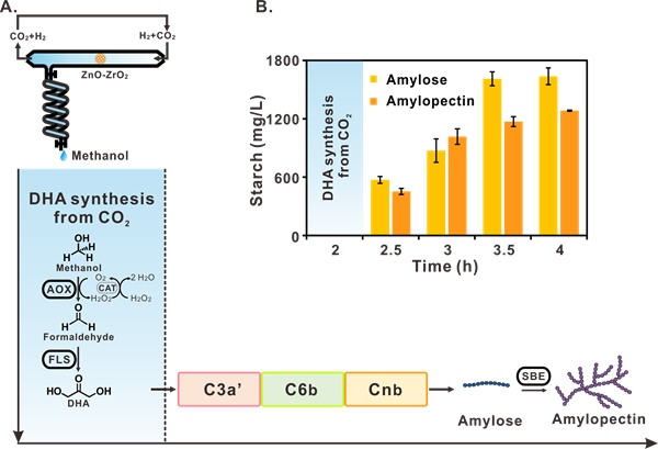從二氧化碳到淀粉人工合成研究取得原創(chuàng )性突破